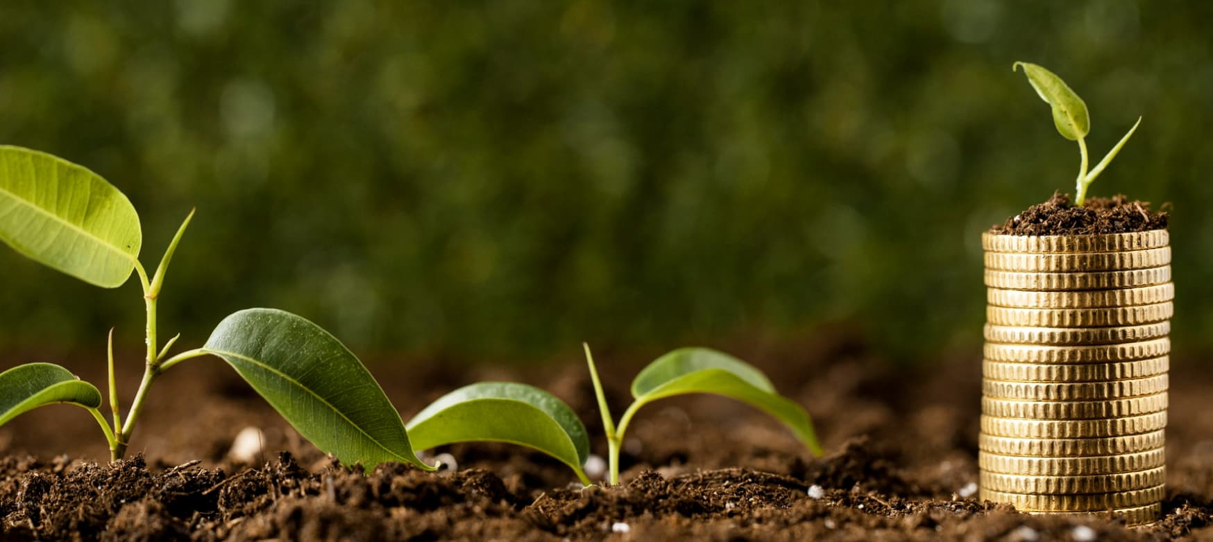 Rapid Economic Growth